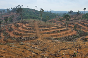 Jasa Konstruksi Steking Teres